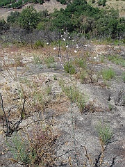 stephanomeria exigua ssp. deanei